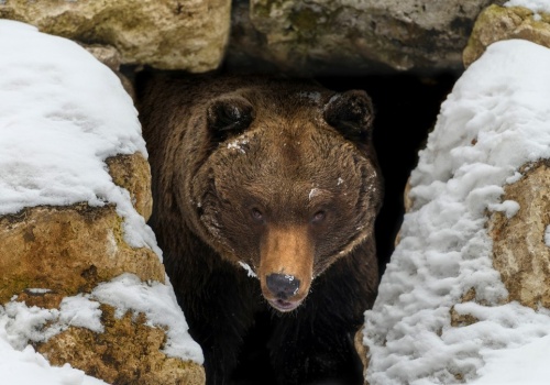 Kiedy niedźwiedzie budzą się z zimowego snu?