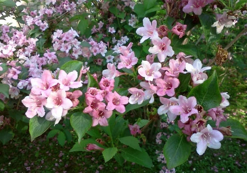 Sekret obfitego kwitnienia. Większość ogrodników robi to w złym terminie