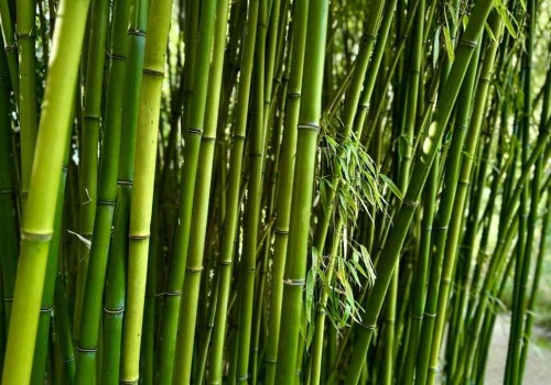 Polacy go nie jedzą. Może wspierać serce, jelita i redukować stres