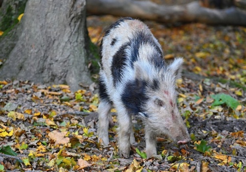 Sensacja w polskich lasach. Pojawił się tu zmutowany genetycznie dzik