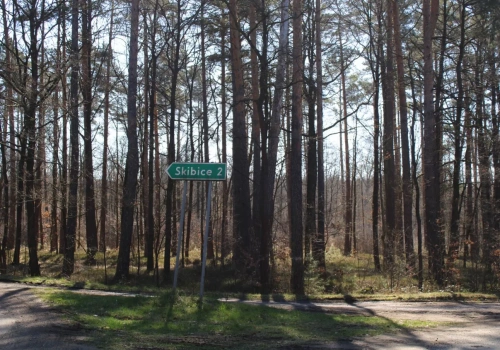 Podatek leśny 2026. Ile zapłaci rolnik za 1 ha lasu?