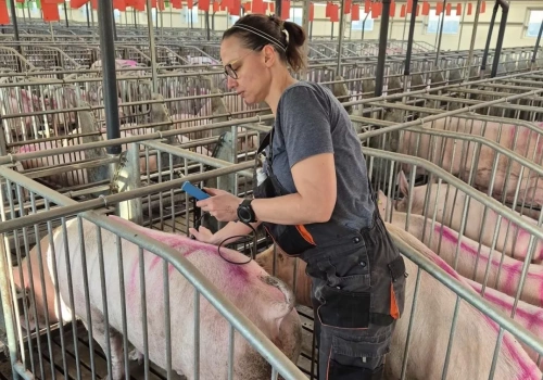 Każda „pusta” locha to tygodnie strat. Jak USG i pomiar słoniny ratują rozród?