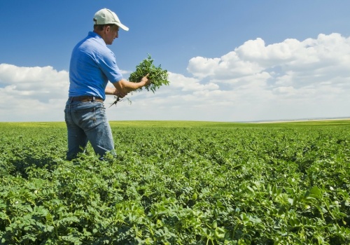Na księżycowej glebie wyrosła roślina. Jemy ją czasem na obiad