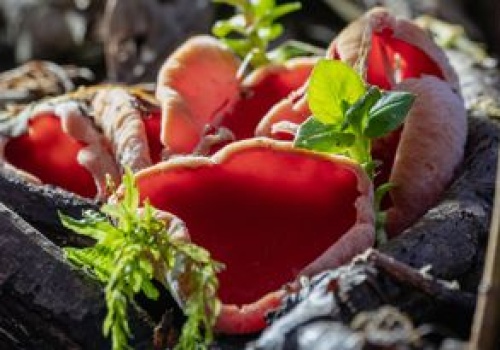 Właśnie pojawiły się w lesie. Tylko doświadczeni grzybiarze je zbierają, bo wiedzą, jak są pyszne