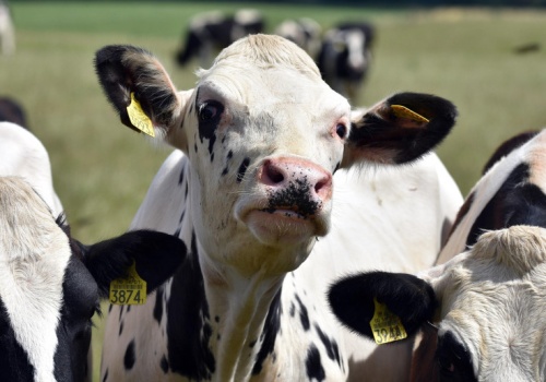 Policja rozbiła szajkę złodziei bydła. Ukradli z pastwisk 12 byków i jałówek, 5 zatrzymanych