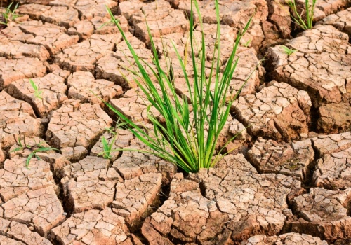 U progu sezonu wegetacyjnego brakuje wody dla rolnictwa w Azji Centralnej