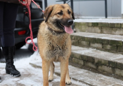 Czekają na dom, nie na cud. W schronisku zwierzęta wciąż wypatrują człowieka