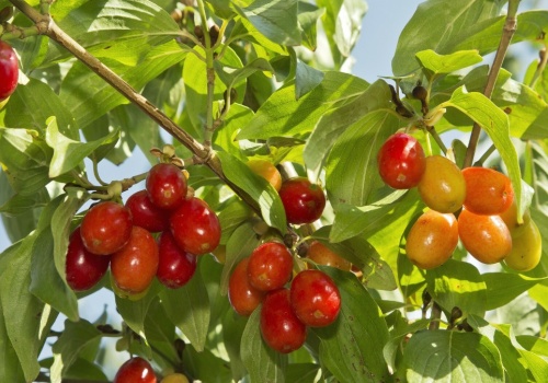 Polacy go opatentowali. Ten niedoceniany owoc okazał się skarbem