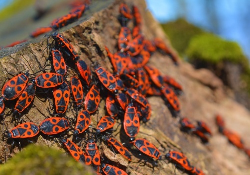 Nie zabijaj tych czerwonych robaków. Są bardziej pożyteczne, niż myślisz