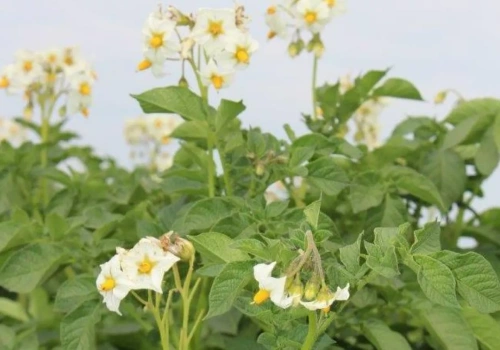 Budowanie odporności ziemniaka na choroby. Musimy działać na wielu poziomach