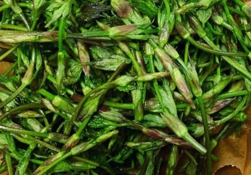 1000 euro za kilogram. Dla Niemców to rarytas, w Polsce wciąż niedoceniane