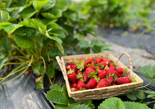 8500 zł miesięcznie za zbieranie owoców. Praca sezonowa za granicą kusi Polaków