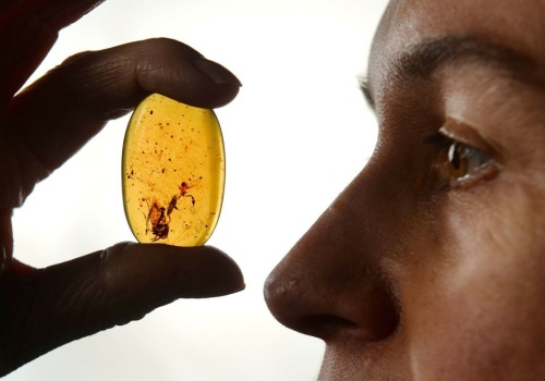 Mrówki z czasów dinozaurów. Co ujawnia bursztyn z okresu kredy?