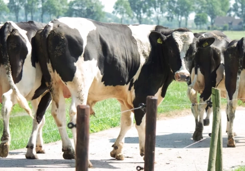 Kradli bydło z pastwisk i zaatakowali gospodarza. W sprawę zamieszani mieszkańcy powiatu wysokomazowieckiego
