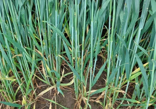 Choroby zbóż ruszą po zimie. Ten zabieg może uratować plon