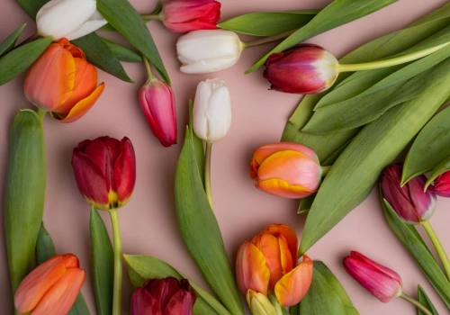 Dziś Dzień Kobiet!