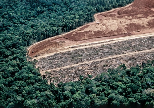 ICEYE z rozwiązaniem do monitoringu wylesiania. Usprawni to walkę z nielegalną wycinką lasów tropikalnych