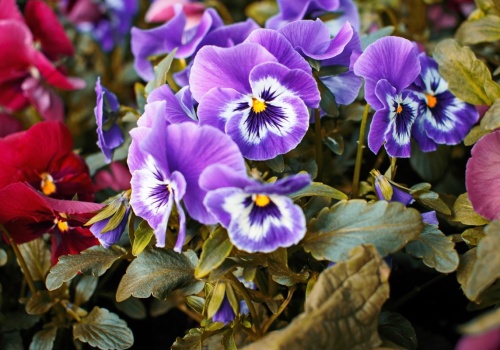 Nie czekam do maja. W marcu leję to do doniczki z bratkami co 2 tygodnie. Kwitną aż do lata