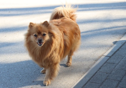 Krakowskie czworonogi będą zadowolone. Wybieg znów dostępny