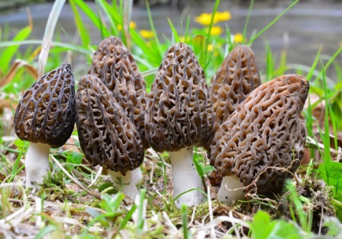 Grzybiarze, szykujcie koszyki. Te skarby zaraz pojawią się w Polsce