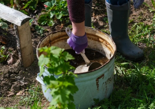 Nie każdy obornik działa tak samo. Jeden daje ogromne plony ogórków, inny wzmacnia róże