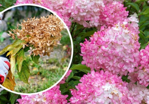 Przycinanie hortensji wiosną. Kiedy i jak ciąć, aby obficie kwitły?
