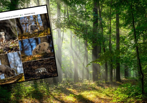 Nietypowe zwierzę w polskim lesie. 