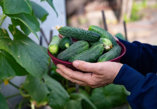 Mój dziadek zawsze sieje to przed ogórkami. Latem rozdaje plony całej rodzinie