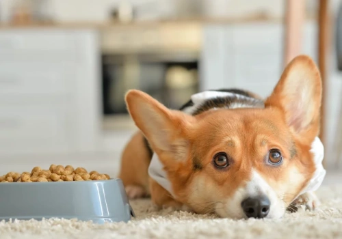 Szokujące odkrycie w karmie dla psów i kotów. Kontrola ujawnia prawdę