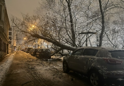 Niebezpiecznie w parku? Radny pyta o ekspertyzy