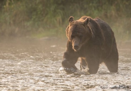 Atak niedźwiedzia w Bieszczadach. 53-latek ledwo uszedł z życiem