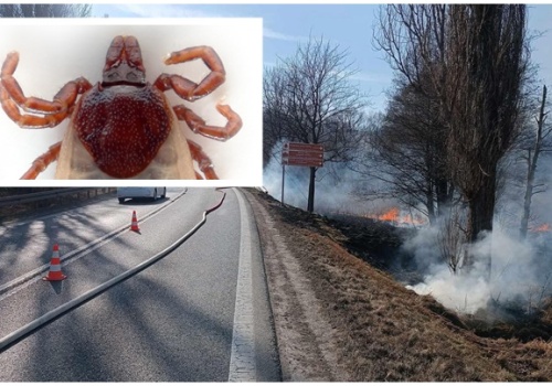 Wypalanie traw zabija kleszcze? Mity, które wciąż mają się dobrze