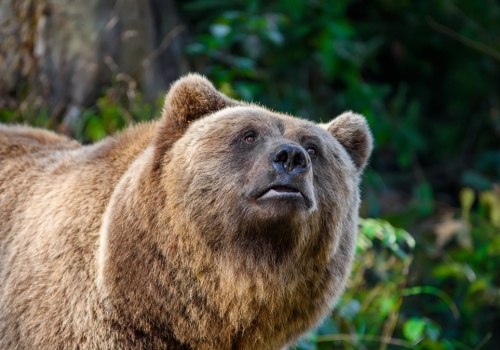 Niedźwiedź zaatakował mężczyznę na Podkarpaciu. Ugryzł i powalił