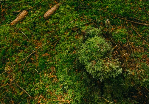 Grzybiarze już ruszyli do lasów. Te pyszne grzyby łatwo przeoczyć