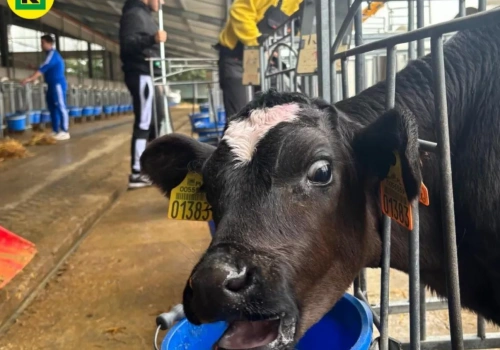 Ile mleka wydoili i ile pszenicy zebrali? Takie wyniki ma Kombinat Rolny Kietrz