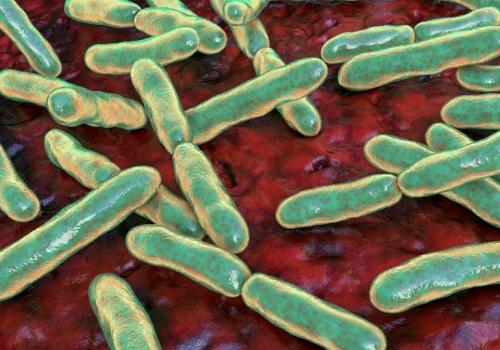 Niezwykłe odkrycie naukowców. Bakterie jelitowe mogą poprawić płodność