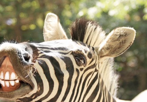 Konie udało się udomowić, a zebr - nigdy. Dziwne? Znaleźli przyczynę