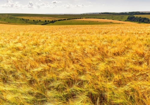Finał sporu o 32 000 hektarów ziemi i majątek zmarłego właściciela agroholdingu na Ukrainie