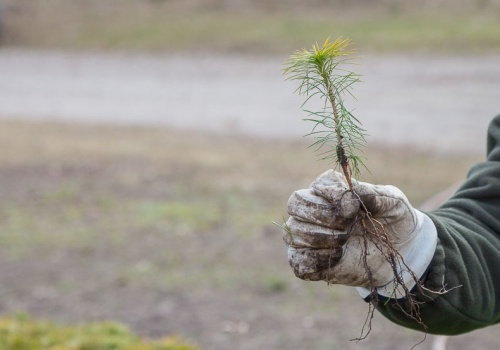 Leśnicy szykują się do wielkiego sadzenia drzew. W naszym regionie będzie to aż 19,5 mln sadzonek