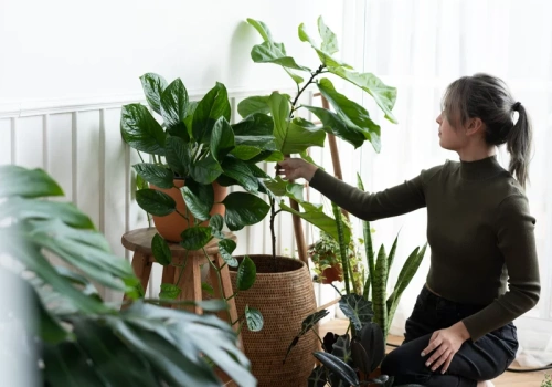 Zaparz 10 torebek i podlej rośliny. Muszki znikną z doniczek na zawsze