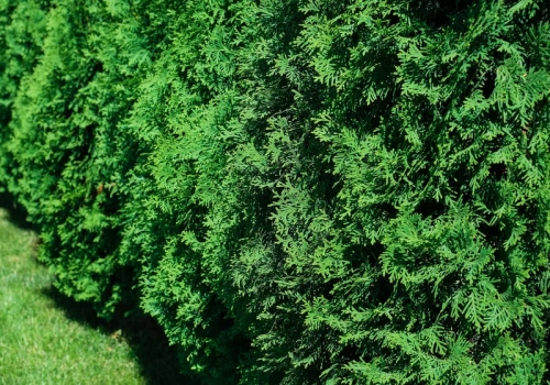 Zamiast wylewać do zlewu, podlej tym tuje. Odżyją w oczach i znów będą intensywnie zielone