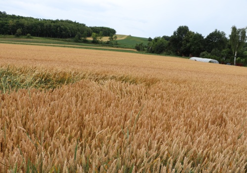 Nowa pula kredytów dla młodych rolników. ARiMR daje dopłaty do zakupu ziemi