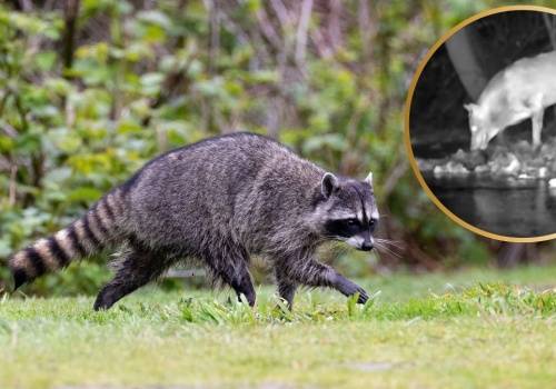 Nagranie pokazało niezwykłe polowanie wilka. Minister mówi: 'Nareszcie!