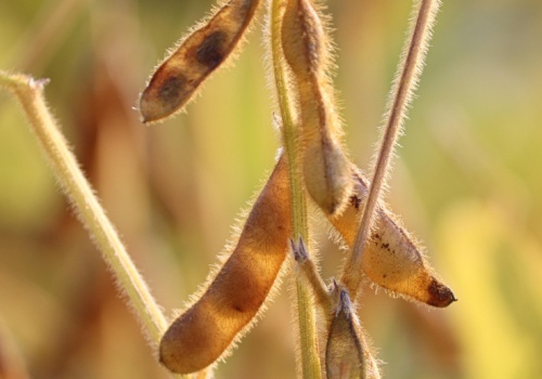 Europejscy rolnicy zaskarżyli ukraińskie cła wywozowe na soję i rzepak. Albo zniesienie, albo cła odwetowe w UE