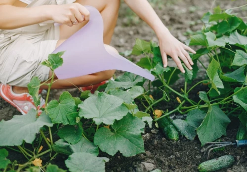 Podlewaj tym ogórki raz na 2 tygodnie. Zbierzesz dwa razy więcej plonów