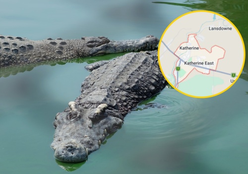 W australijskim mieście zaczęły grasować krokodyle. 