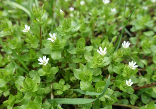 Zamiast łykać witaminy, zerwij ten chwast. Rośnie na każdym trawniku