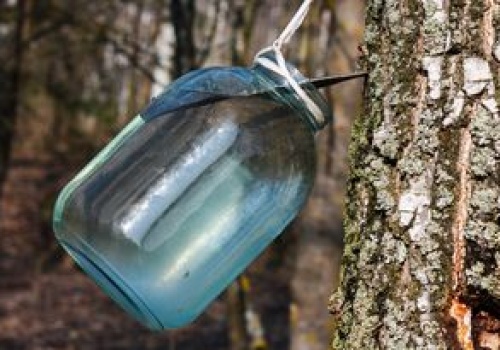 Ten sok wspiera odporność na wiosnę. Już za chwilę będzie można go ściągać