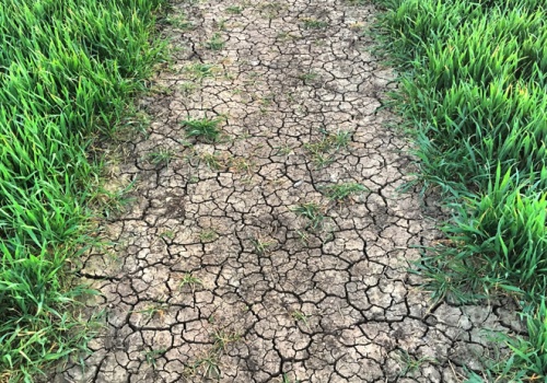 Monitoring suszy w Polsce do zmiany? MRiRW analizuje nowe rozwiązania