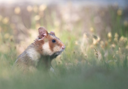 Na ratunek chomikowi